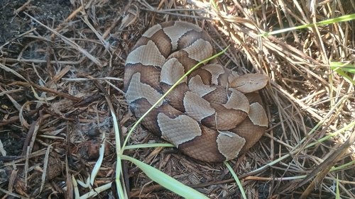 Eastern Copperhead