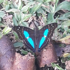 Doxocopa laurentia laurentia