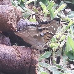 Doxocopa laurentia laurentia