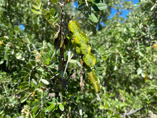 Sophora chrysophylla observed 2026-08-26