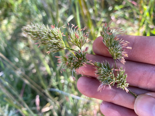 Dactylis glomerata observed 2026-08-26