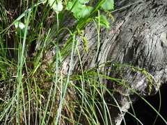 Carex decomposita