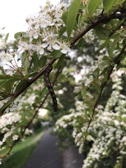 Cystidia couaggaria couaggaria