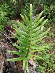 Phlebodium aureum