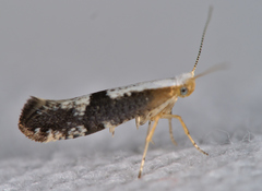 Argyresthia spinosella