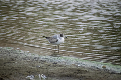 Leucophaeus pipixcan