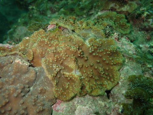 Cabbage Leather-Coral