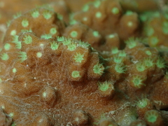Sinularia brassica