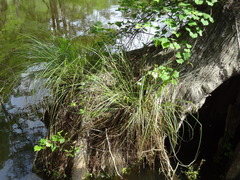 Carex decomposita