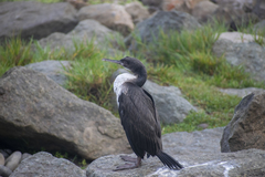 Leucocarbo bougainvillii