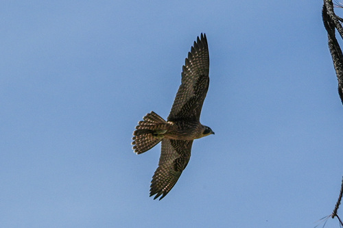 iNaturalist observation photo of Peregrine Falcon