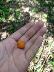 Brosimum alicastrum