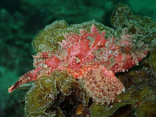 Weedy Scorpionfish