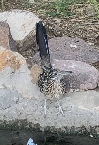 Greater Roadrunner
