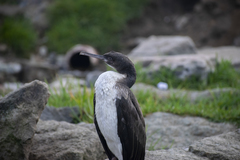 Leucocarbo bougainvillii
