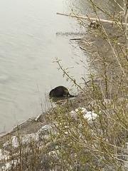 Castor canadensis