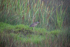 Nycticorax nycticorax