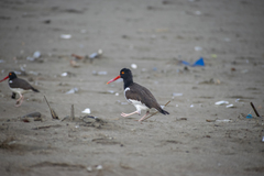 Haematopus palliatus