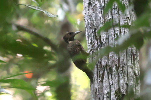 Buff-necked Woodpecker