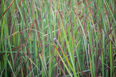 Phleocryptes melanops