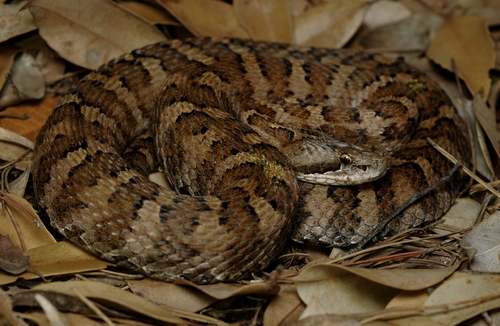 Central Asian Pitviper