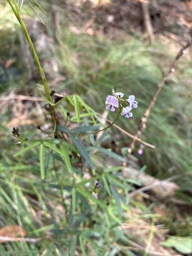 Twining Glycine