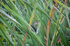 Phleocryptes melanops