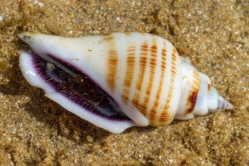 Gibberulus gibberulus observed 2026-08-24