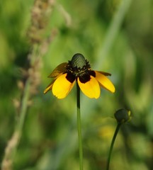 Rudbeckia amplexicaulis