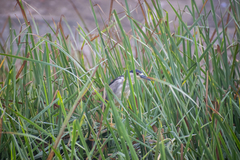Nycticorax nycticorax