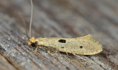 Tinea trinotella