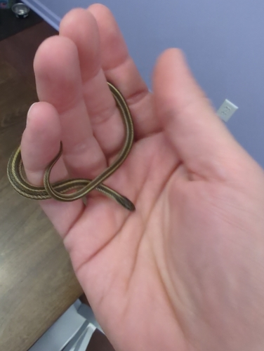 Lined Snake