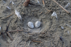 Haematopus palliatus