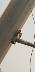 Buteo jamaicensis