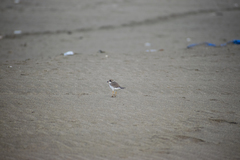 Charadrius semipalmatus
