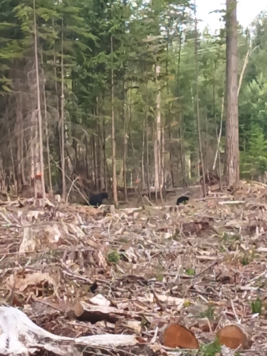 Black Bear sighting near Maple Ridge