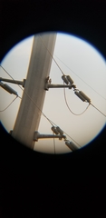Buteo jamaicensis
