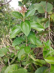 Miconia thomasiana