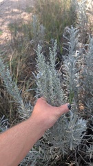 Artemisia cana, photograph author not stated, no rights reserved