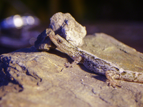 Central American Collared Geckolet, Sphaerodactylus glaucus