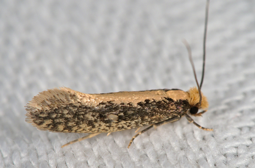 Bird Nest Moth