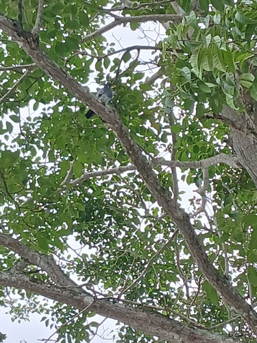 Feral Pigeon