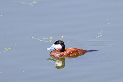 iNaturalist observation photo of Ruddy Duck