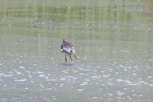 iNaturalist observation photo of Greater Yellowlegs