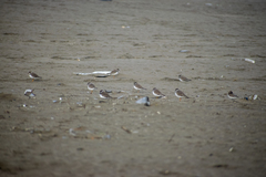 Charadrius semipalmatus