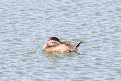 iNaturalist observation photo of Ruddy Duck