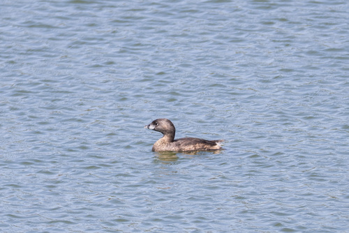 iNaturalist observation photo of Pied-billed Grebe