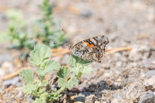 iNaturalist observation photo of West Coast Lady