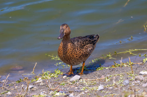 iNaturalist observation photo of Cinnamon Teal