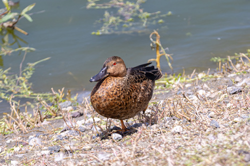 iNaturalist observation photo of Cinnamon Teal
